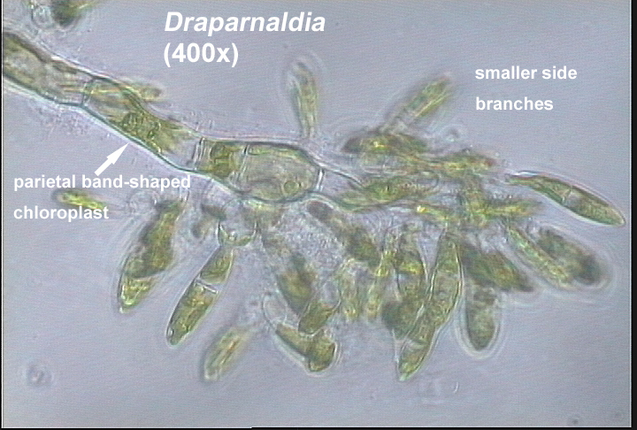 Draparnaldia (400x) - note parietal band-shaped chloroplast and smaller side branches