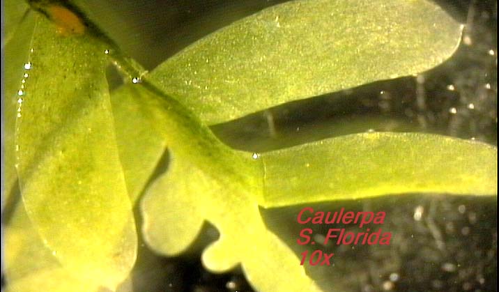 Caulerpa (10x) - a green (Caulerpales) seaweed from S. Florida.  Close-up showing erect, highly differentiated photosynthetic shoots.