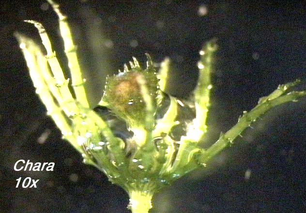 Chara (10x) - a node with lateral branchlets and characteristic stipules--single celled, sharply tipped structures below the branchlets.