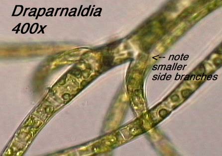 Draparnaldia (400x) - note smaller side branches