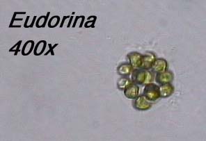 Eudorina (400x)