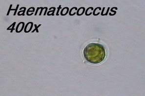 Haematococcus (400x)