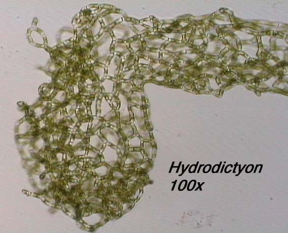 Hydrodictyon (100x)