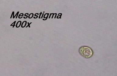 Mesostigma (400x)