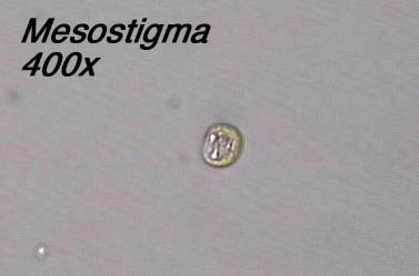 Mesostigma (400x)