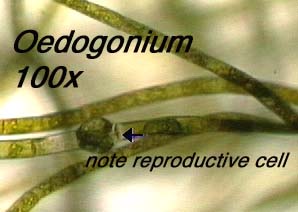 Oedogonium (100x) - note reproductive cell