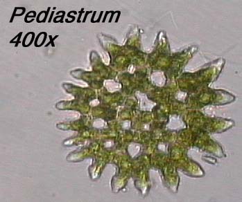 Pediastrum (400x)