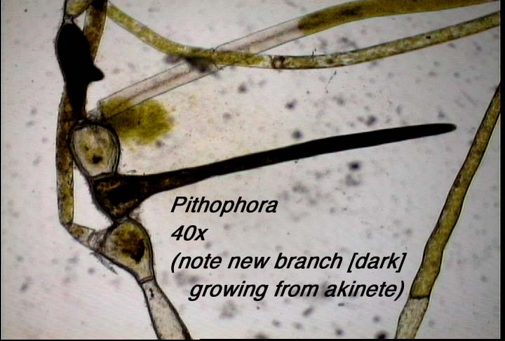 Pithophora (40x) - note new branch growing from akinete