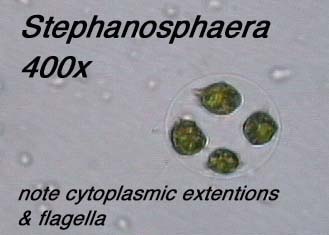 Stephanosphaera (400x) - note cytoplasmic extensions and flagella