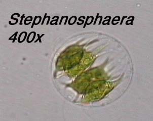 Stephanosphaera (400x)