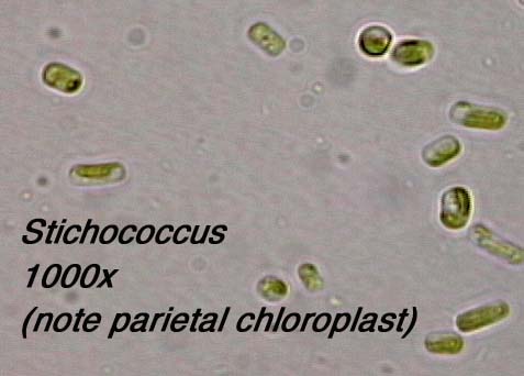 Stichococcus (1000x) - note parietal chloroplast