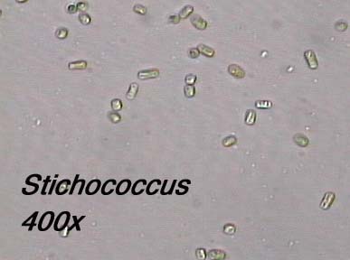 Stichococcus (400x)