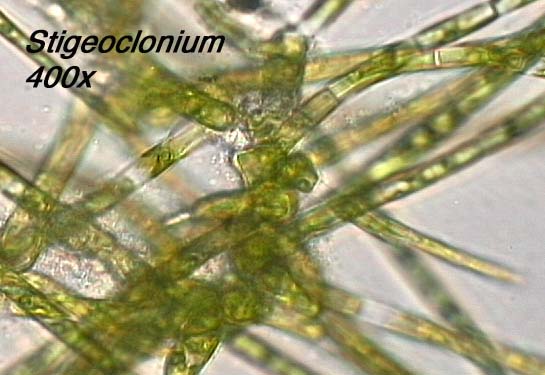 Stigeoclonium (400x)