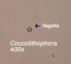 Coccolithus (400x)