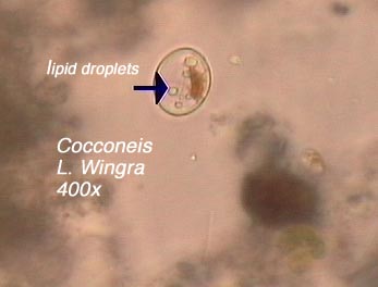 Cocconeis (400x) - sample from Lake Wingra; note lipid droplets