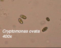 Cryptomonas ovata (400x)