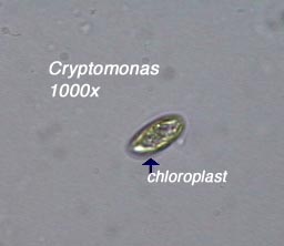 Cryptomonas (1000x)