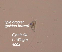 Cymbella (400x) from Lake Wingra - not golden brown lipid droplet