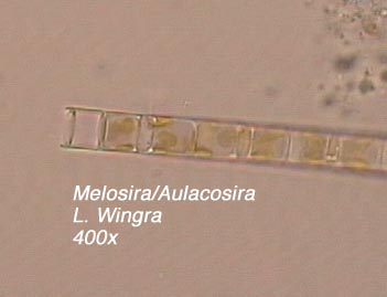 Melosira/ Aulacosira (400x) - from Lake Wingra