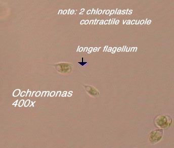 Ochromonas (400x) - note 2 chloroplasts, contractile vacuole, longer flagellum