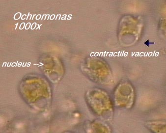 Ochromonas (1000x) - note contractile vacuole and nucleus