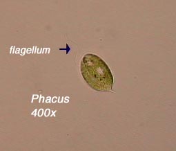 Phacus (400x) - note flagellum