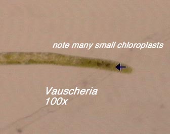 Vaucheria (100x) - note many small chloroplasts