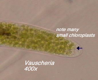 Vaucheria (400x) - note many small chloroplasts