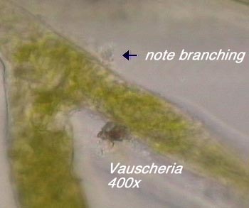 Vaucheria (400x) - note branching