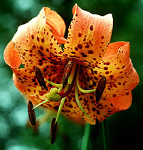 lily