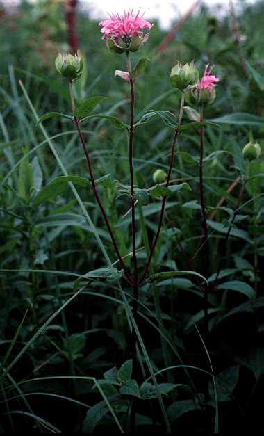 Monarada