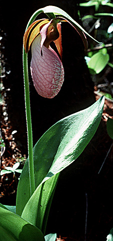 lady slipper