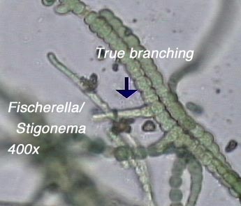 Fischerella/ Stigonema (400x) - note true branching