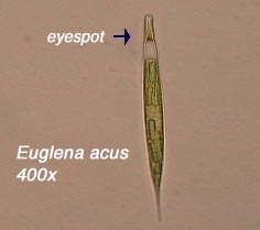 Euglena