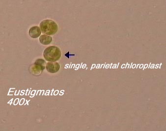 Eustigmatos (400x) - note single, parietal chloroplast