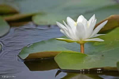 water lily