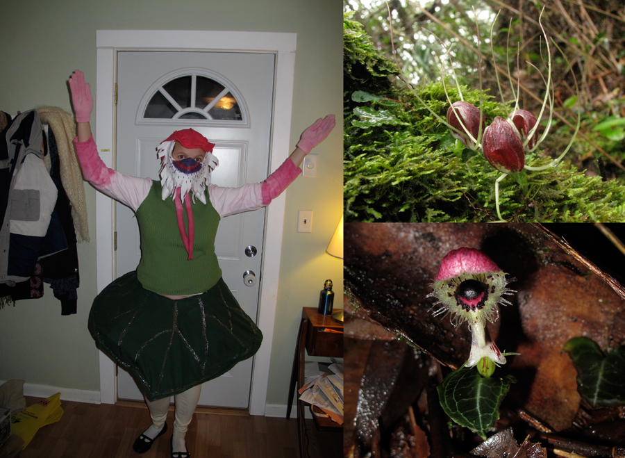 corybas