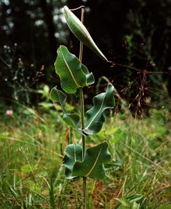 Asclepias