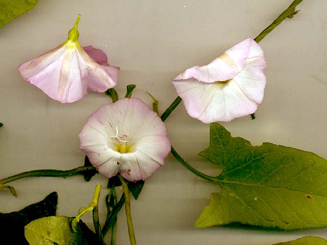 Convolvulus