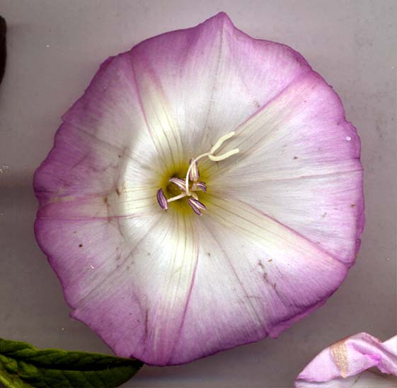 Convolvulus close