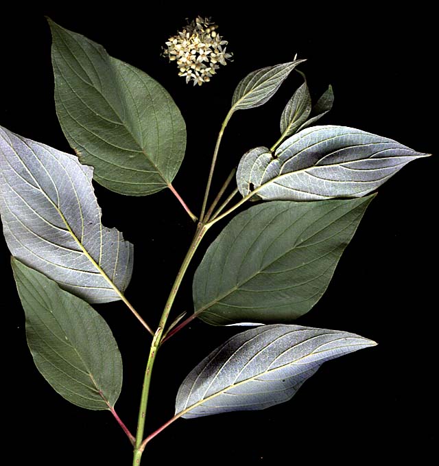 Cornus