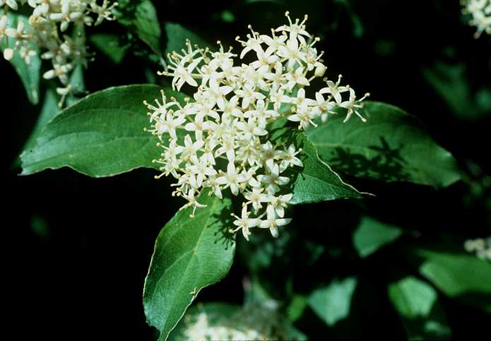 Cornus flower