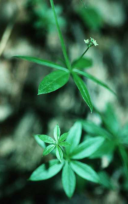 bedstraw