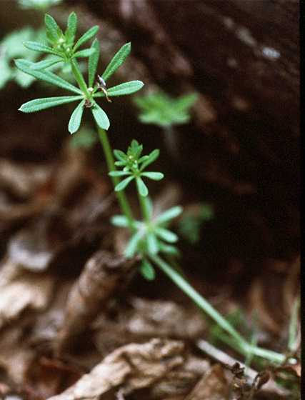 bedstraw flower