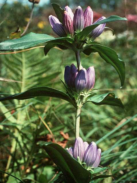 Gentiana