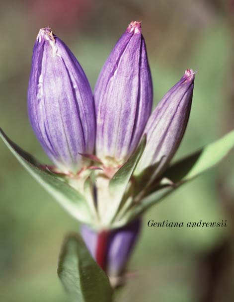 Gentiana flower