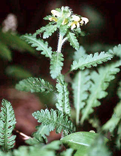 Pedicularis