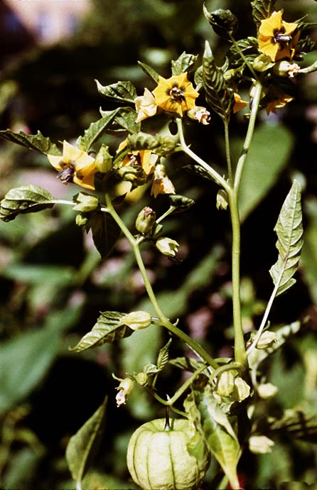 Physalis