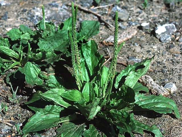 Plantago