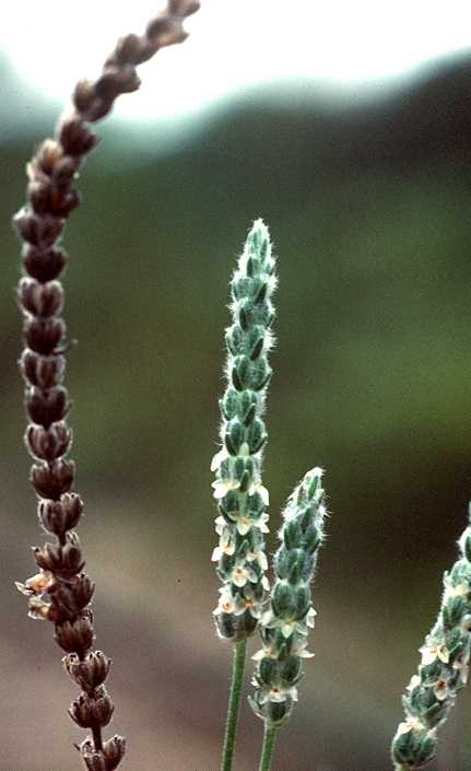 Plantago flowers